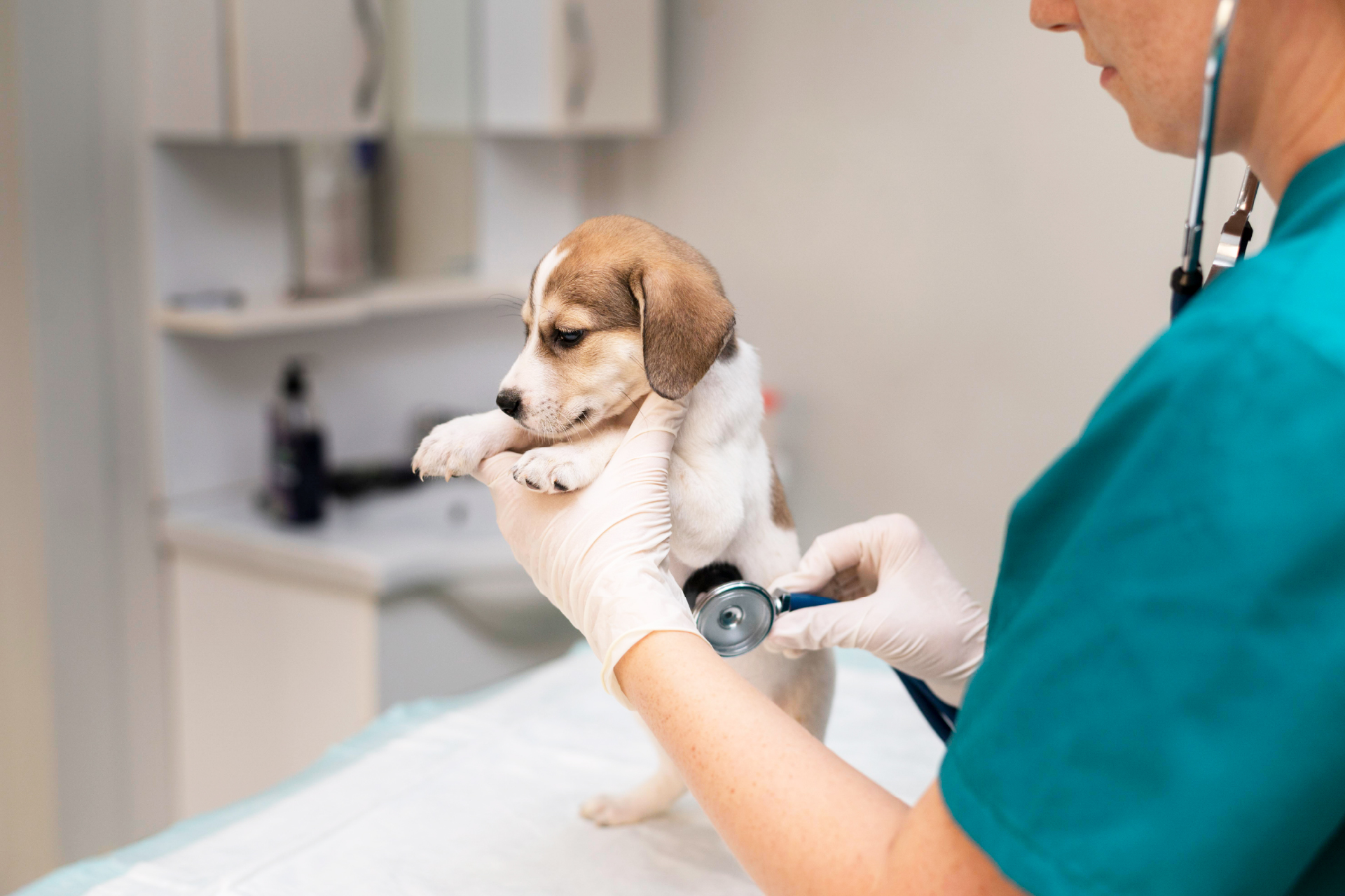 小山夜間救急/あかりの森どうぶつ病院